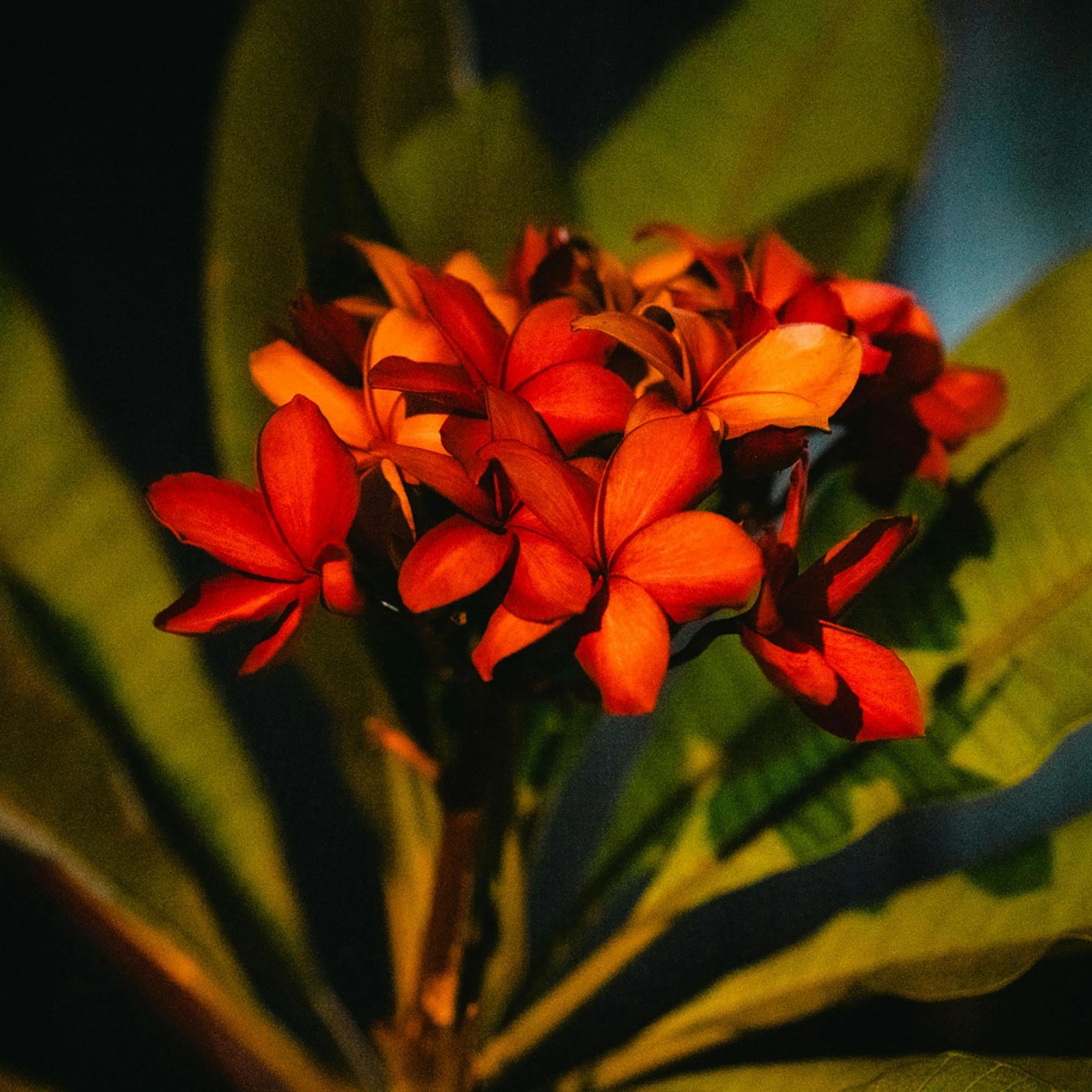 Plumeria/KathChapa/Frangipani flower/wood champa flower Live Plant 
